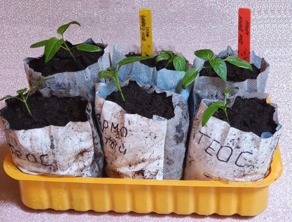 Необычные стаканчики для рассады из медицинских масок. Фото Оксаны Сусловой (OksanaZayceva)