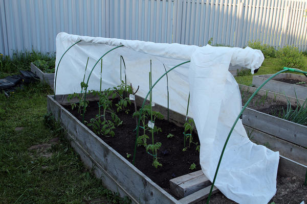 Парник для грядки. Фото Юлии (Innova)