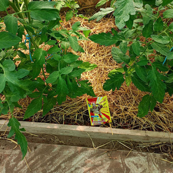 Начинаю операцию по спасению томатов от муравьев