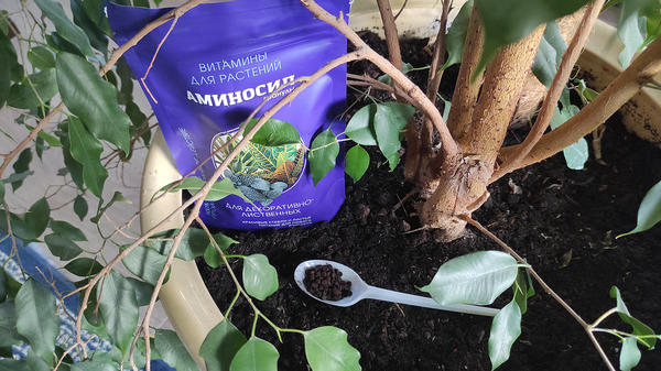 При регулярном уходе гранулы Аминосил рассыпают по поверхности почвы в горшке и слегка присыпают землей