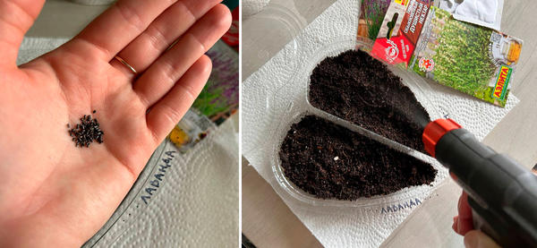 Мелкие семена раскладывают на поверхности субстрата, среднего размера - немного присыпают. Зачем увлажняют