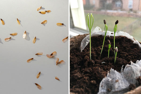 При стратификации семян ели нужно проверять их каждую неделю