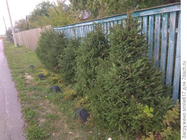 из леса елки)), стригу регулярно....ранее более разреженные ярусы были - сейчас стволики не видны