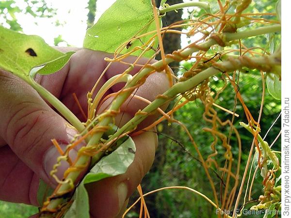 Повилика - растение паразит.Такой у вас?