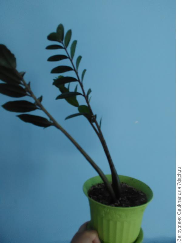 Вот мой замиокулькас. Где то 7 дней назад не был таким искревленным