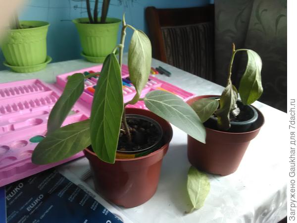 Фикус бенгальсктй