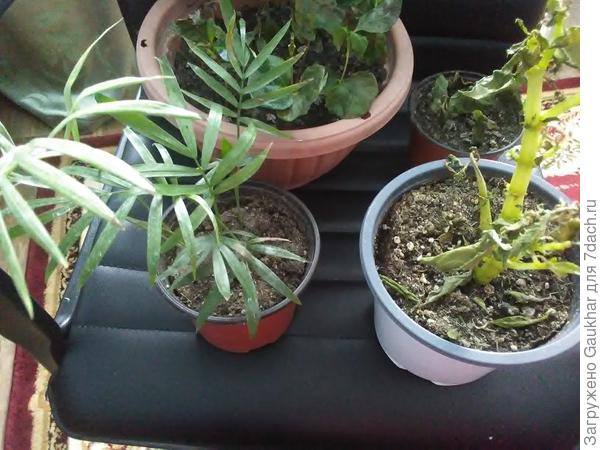 Азалия, хомодерея