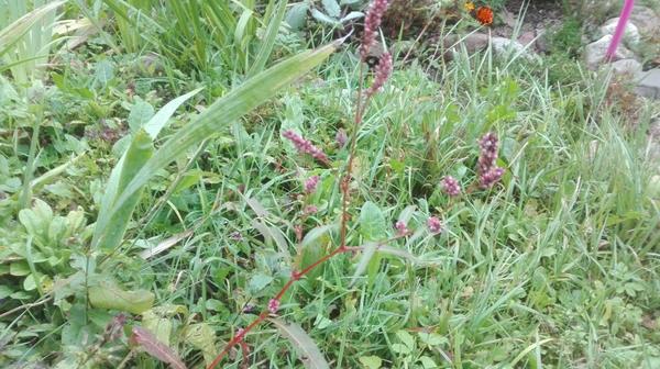 выросло у флоксов