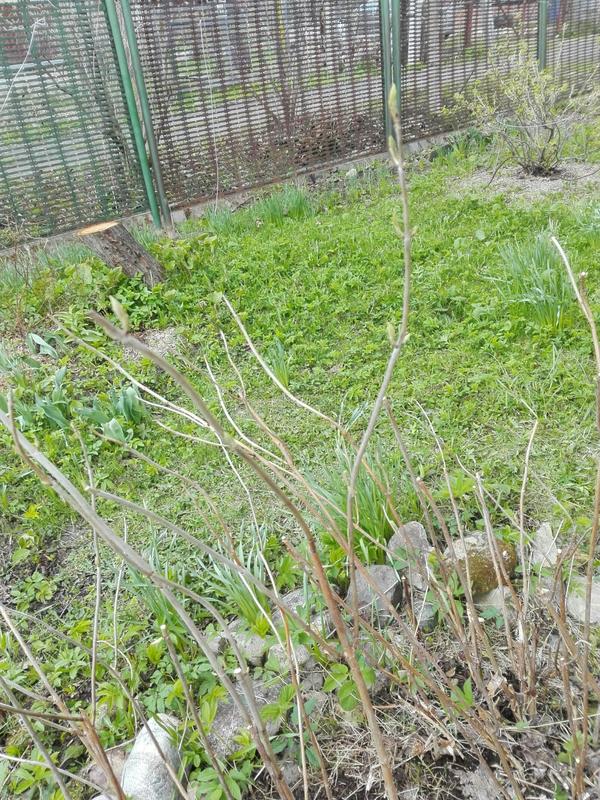 Будет ли цвести такой побег