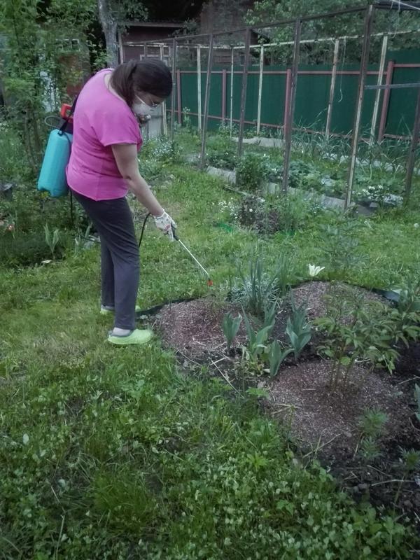 На листьях купленного прошлой осенью пиона Соланж появилась гниль - срочно лечить!