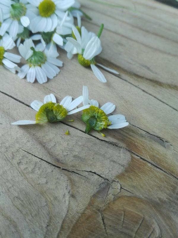 В разрезе. В цветоложе видна полость