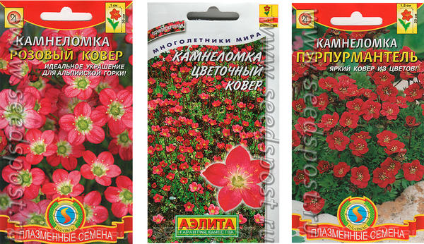 Камнеломки