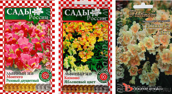 Львиный зев