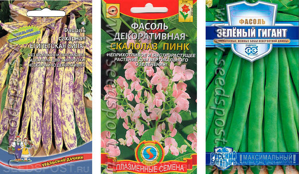 Фасоль