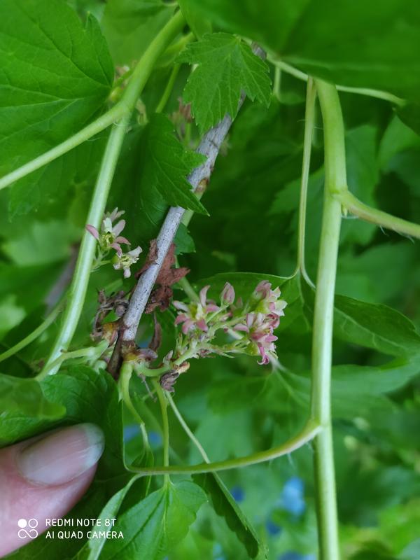 Цветки смородины