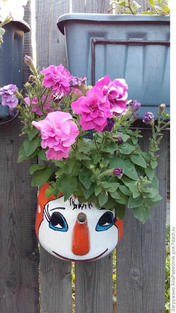 цветы в старом чайнике