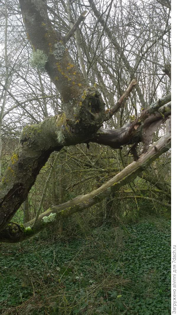 Это яблоня, на которой осенью были вкуснющие яблоки