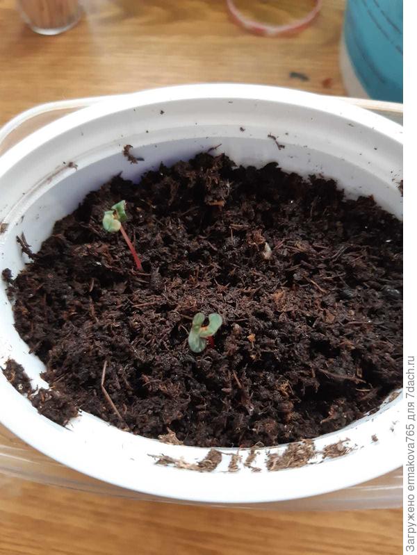 вот такие росточки