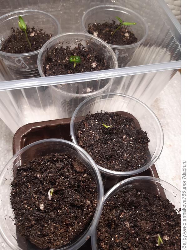 Первые уже окрепли, на стаканчиках подписываю номера