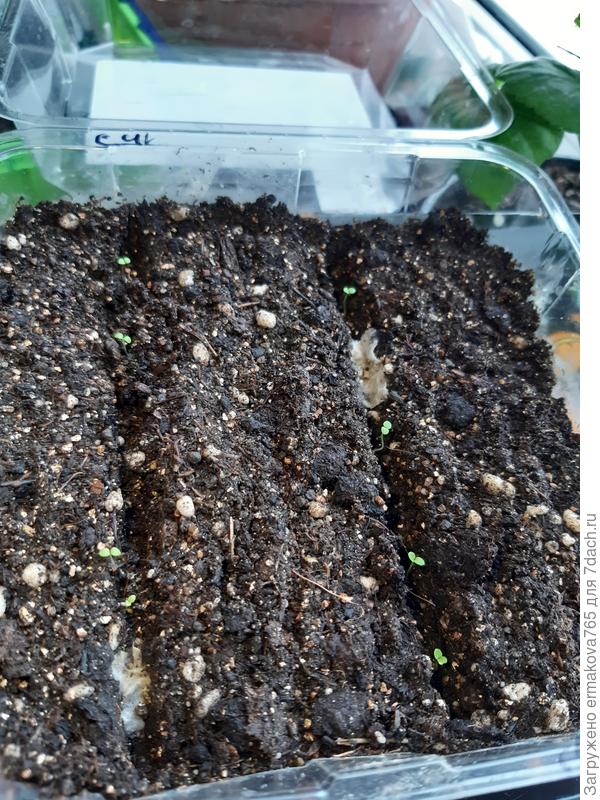 посадила по 5 гранул, взошли по 4.Но тут я сама виновата. когда переносила гранулы на грунт никак не могла подцепить , они растаяли и видимо потерялись