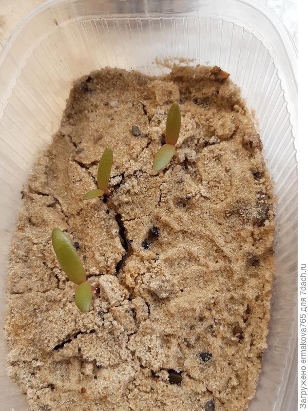 из 5 взошли 3