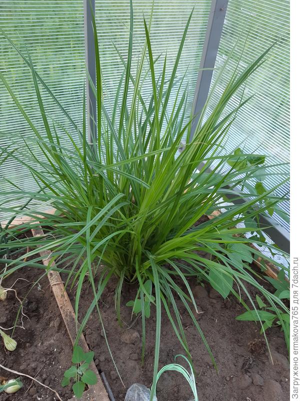 это одно растение