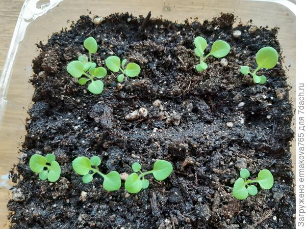 17 дней от всходов