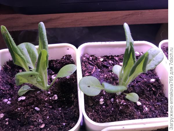 грандифлора