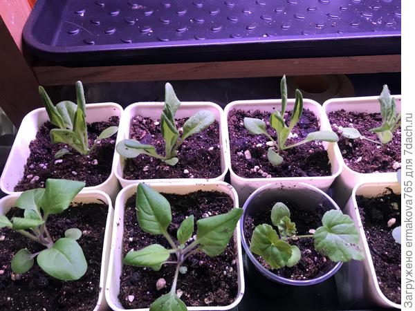 на переднем плане тайдал и пеларгошка