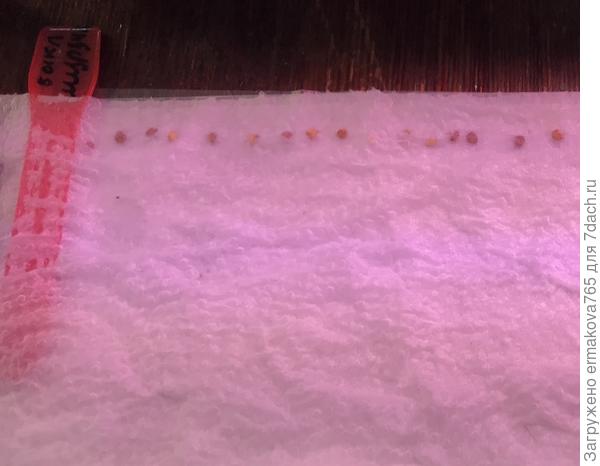 rozložte semínka a přikryjte další vrstvou papíru.