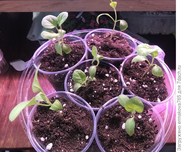 Dočasní obyvatelé