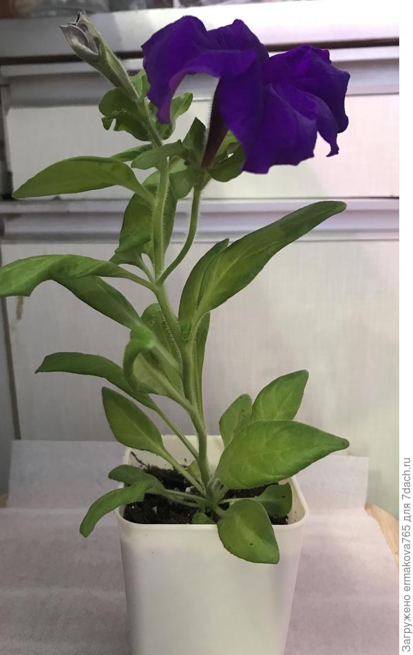 Если наполовину подрежу, нормально будет?