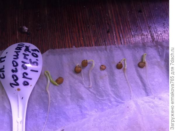 пора сажать в грунт