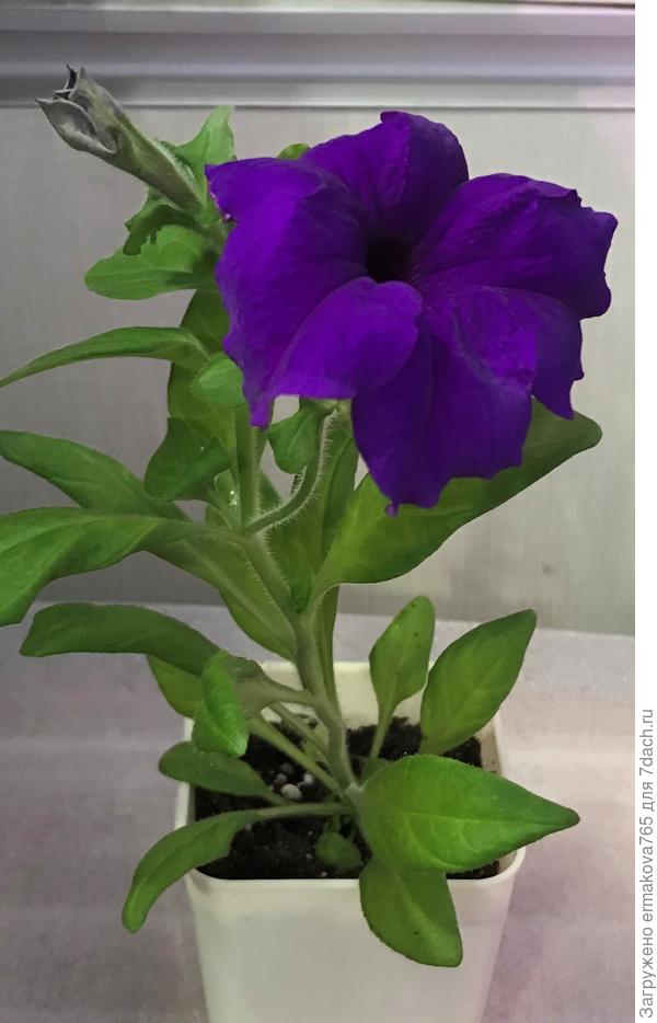 грандифлора