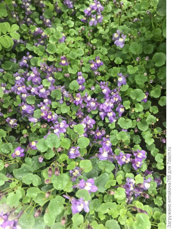 цимбалярия