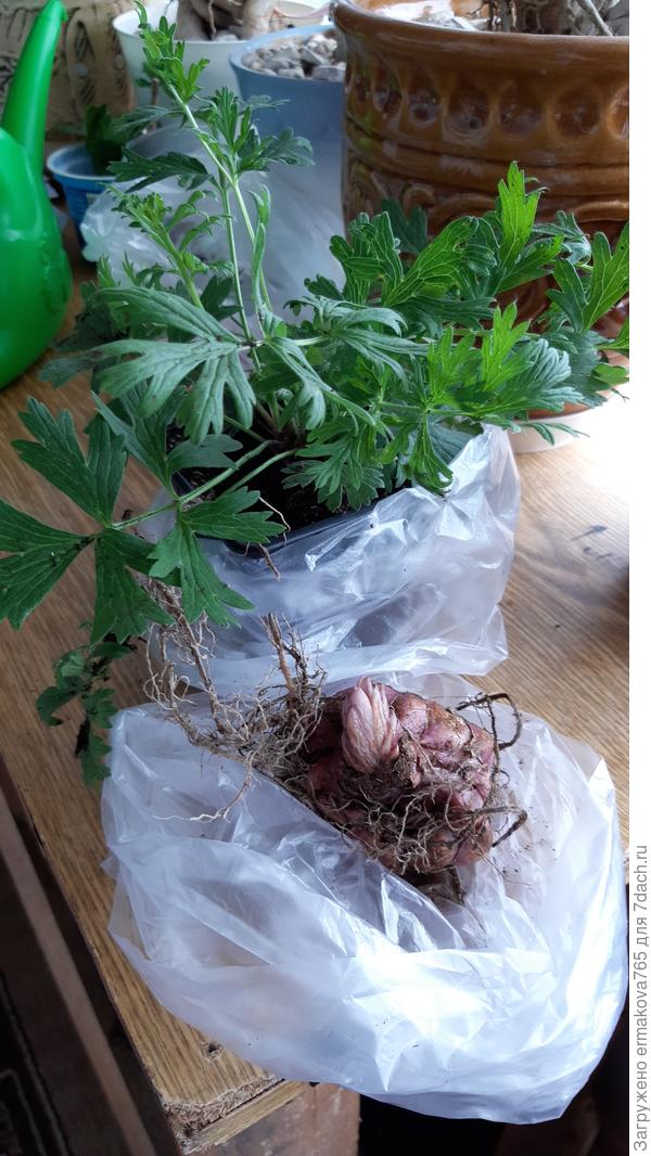 Вот и у меня теперь будет прострел, а ещё лилию за одно прихватила ,Юлия хочу спросить совета, в стаканчики три росточка , как Вы считаете их нужно разделить или так кучкой  посадить?