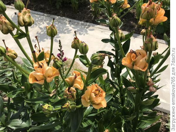 лилия &quot;Априкот Фьюдж&quot;