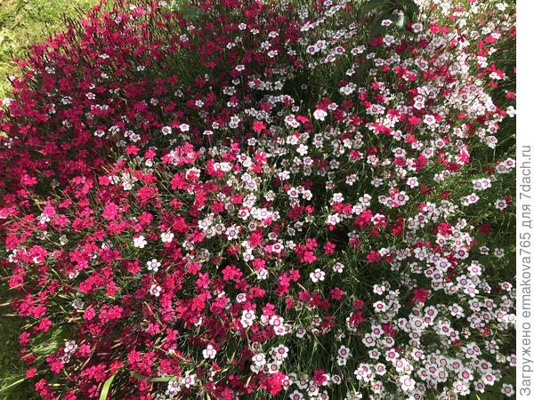 Гвоздика травянка