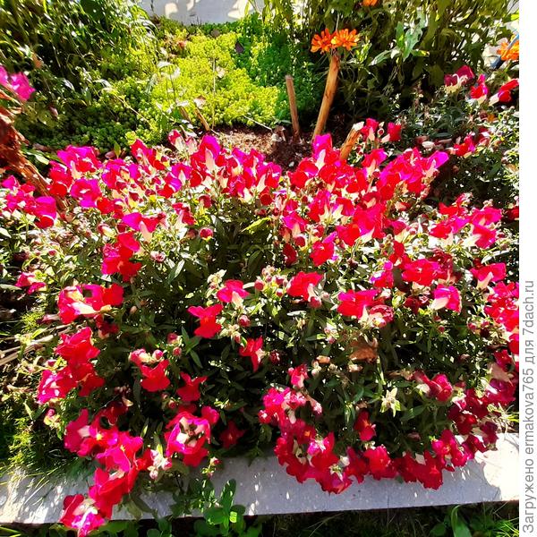 львиный зев повторно зацвел