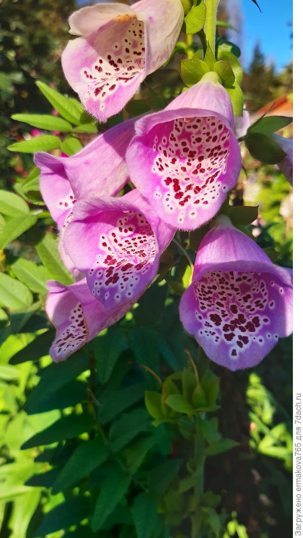 наперстянка