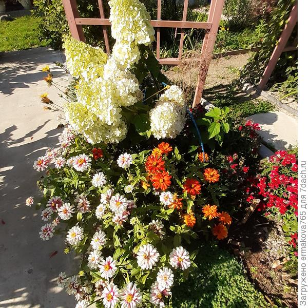 а &quot;Самарская Лидия&quot; никак не хочет окрашиваться