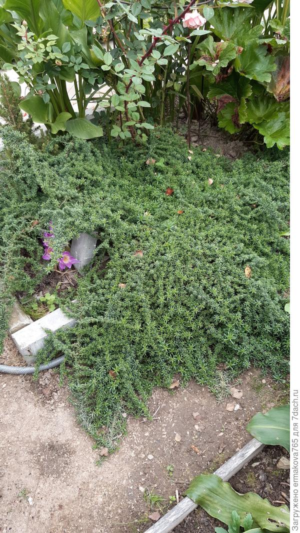 Пришлось кирпичиком приподнять чтоб безвременник пробился