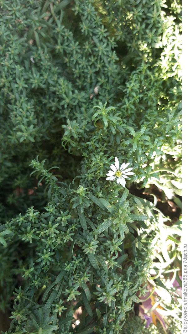 единственный цветок