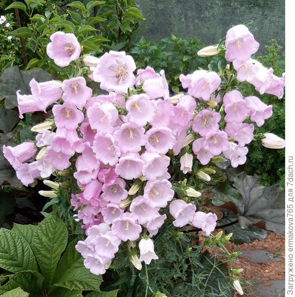 зацвел на второй год