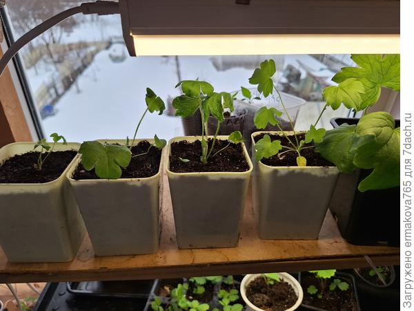 вот такие разные