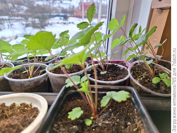 барон салемахер