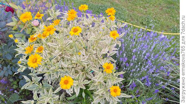 гелиопсис с лавандой