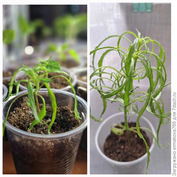 немного подрос &amp;quot;Мутант&amp;quot;