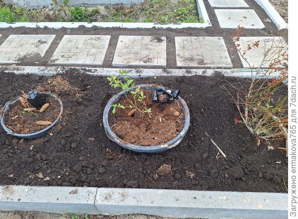 Осталось только подписать названия и добавить какие то удобрения.