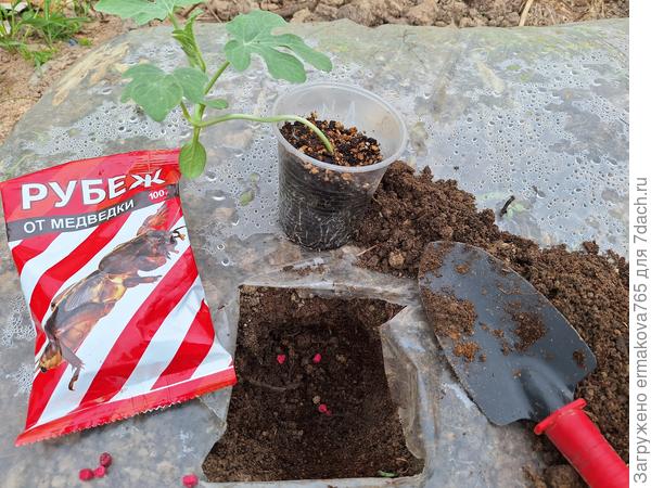 При высадке рассады арбуза добавила гранулы Рубеж в лунку